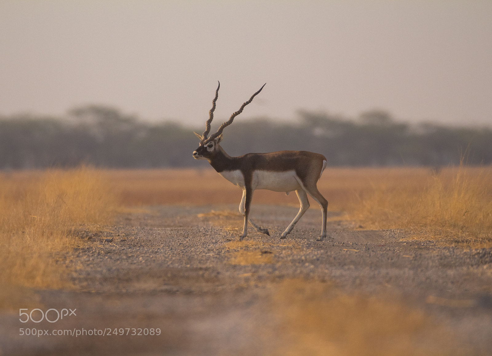 Canon EOS 700D (EOS Rebel T5i / EOS Kiss X7i) sample photo. Black buck photography