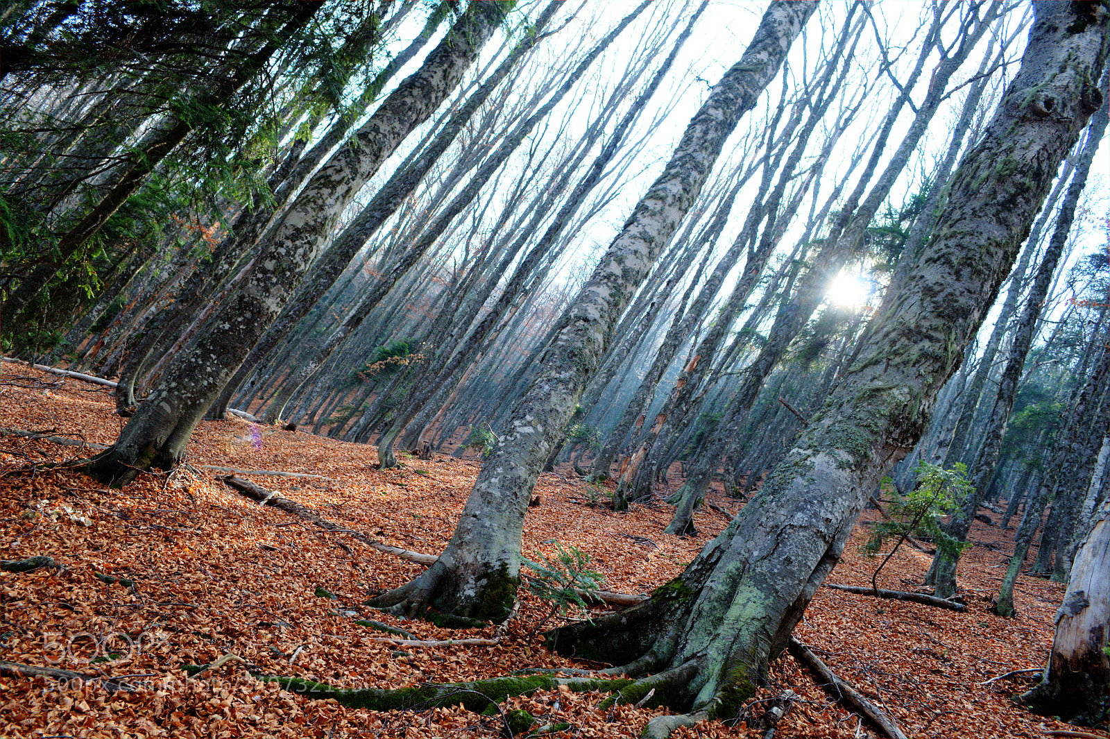 Nikon D5000 sample photo. Jakupica forrest photography