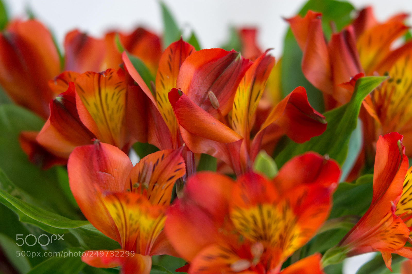 Nikon D7100 sample photo. Alstroemeria inca cluster photography