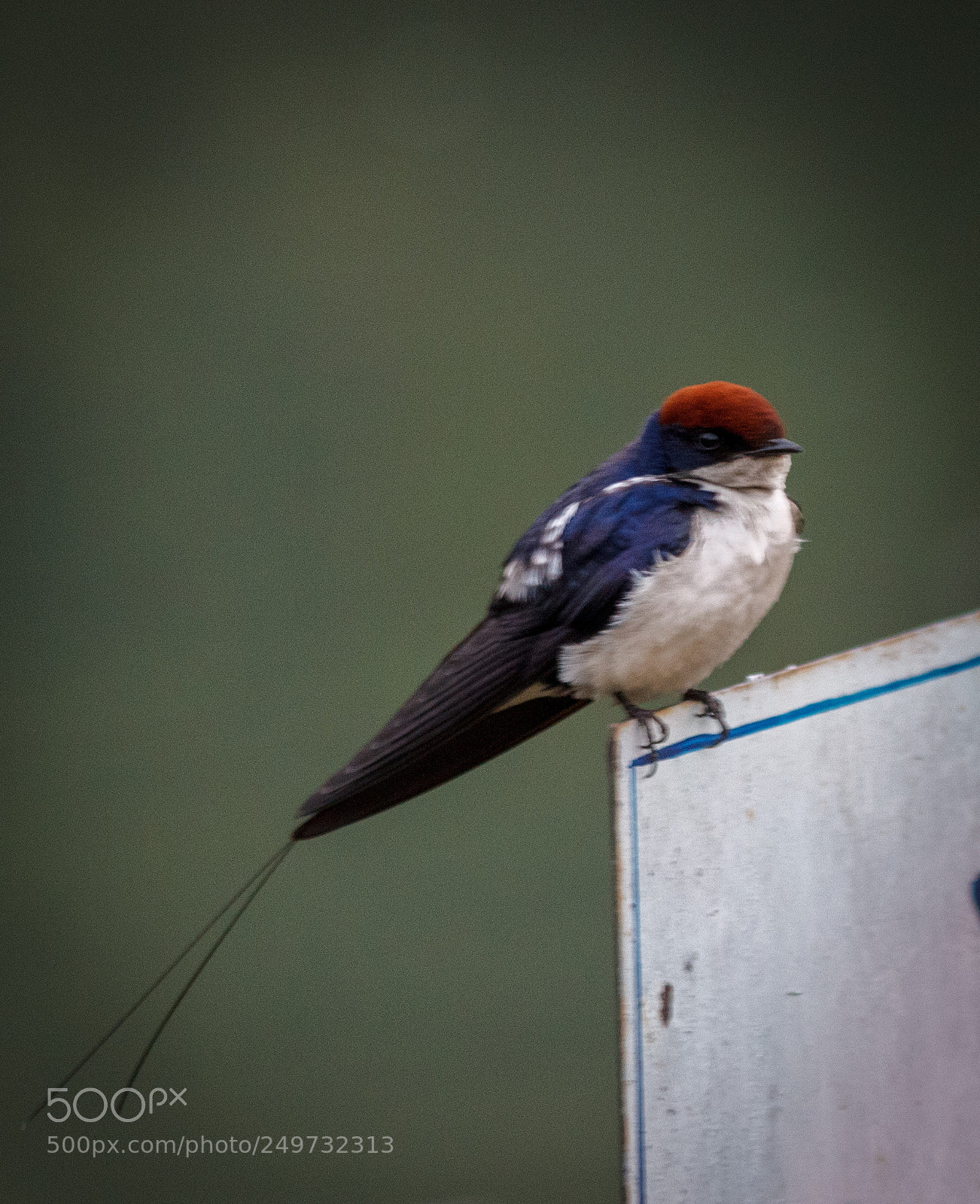 Canon EOS 600D (Rebel EOS T3i / EOS Kiss X5) sample photo. Long tail... photography