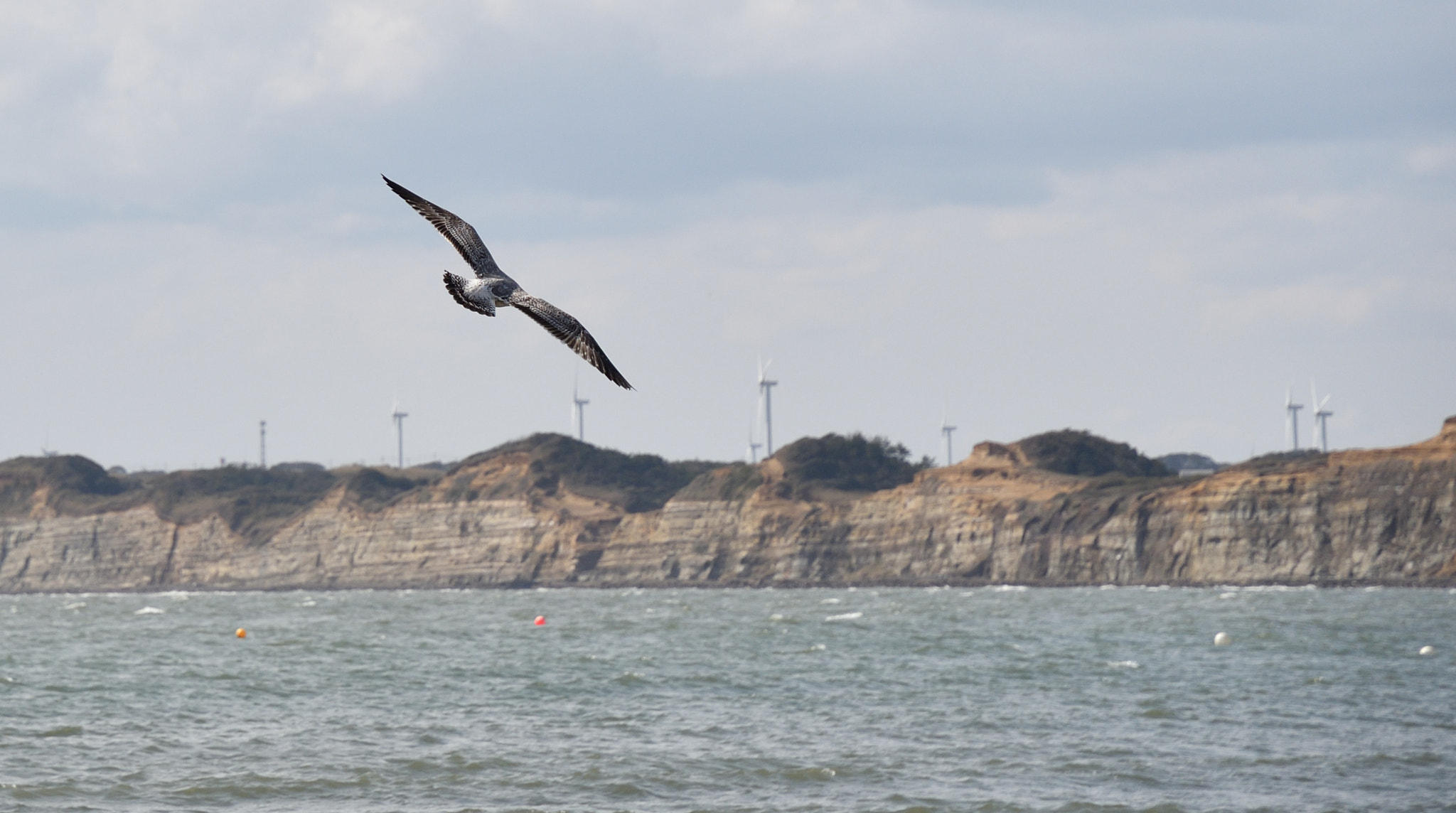 Nikon D500 sample photo. Flying photography