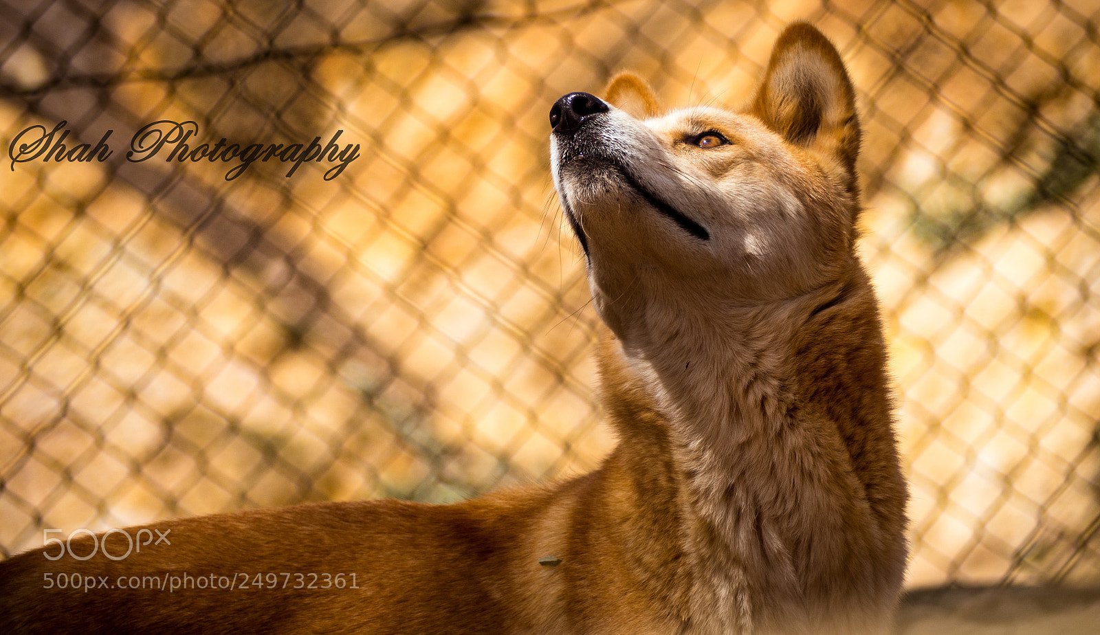 Olympus OM-D E-M10 II sample photo. Dingo photography