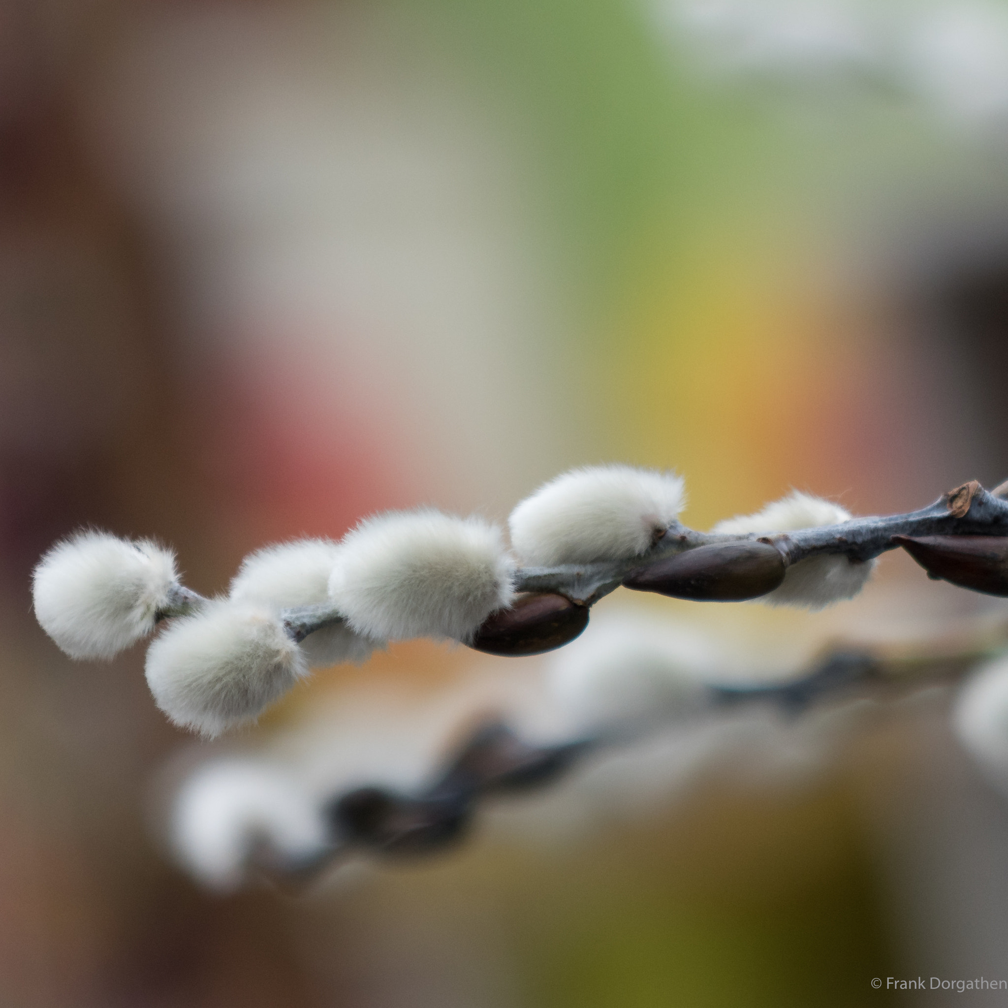 Sony Cyber-shot DSC-RX10 II sample photo. Soft photography