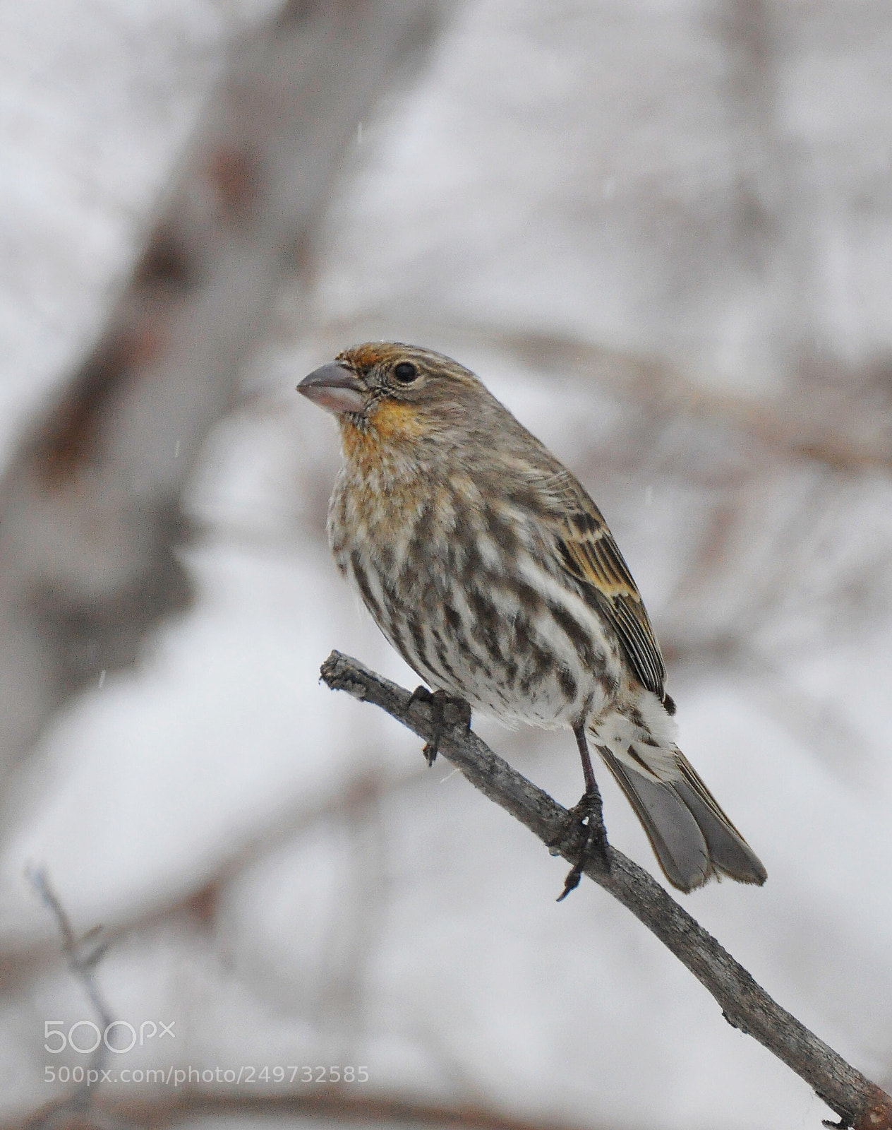 Nikon D90 sample photo. House finch photography