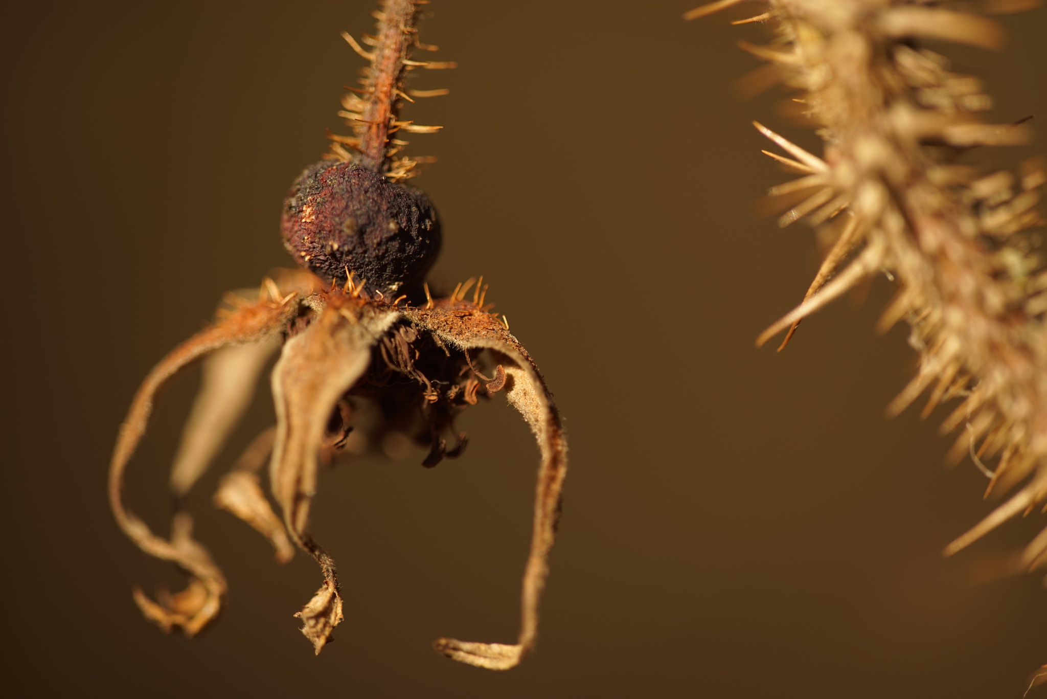 Sigma APO Macro 150mm f/2.8 EX DG HSM sample photo. Dsc photography
