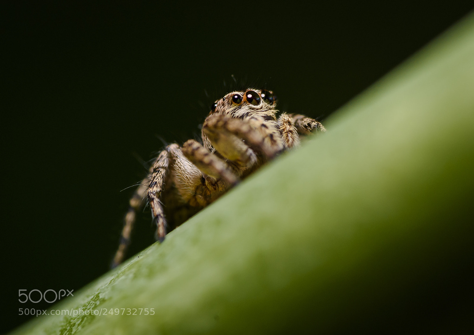 Nikon D7200 sample photo. Salticidae sp. photography