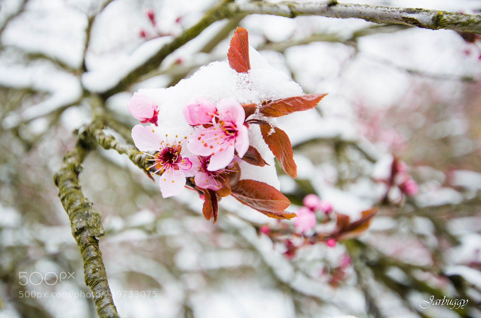 Nikon D7100 sample photo. Winter colors photography