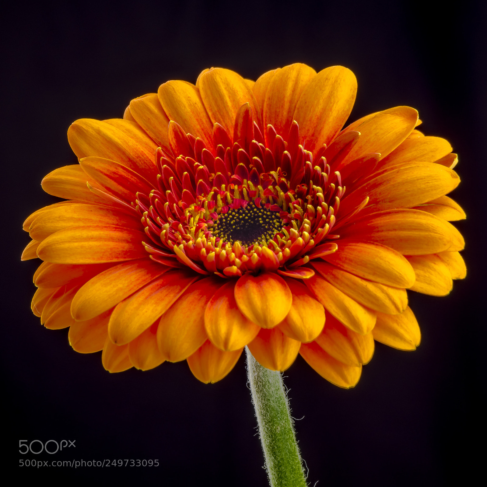 Sony SLT-A58 sample photo. Gerbera photography