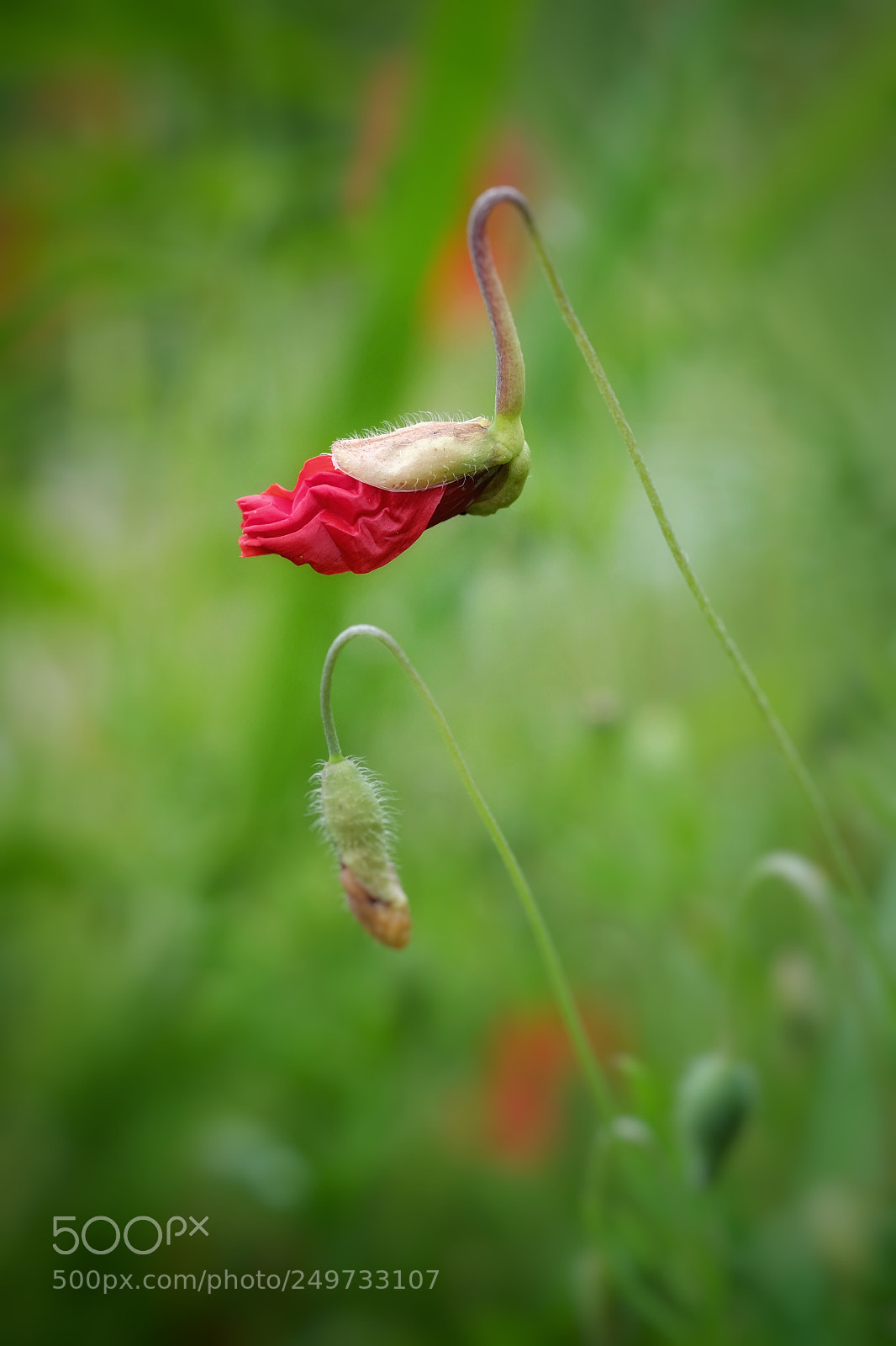 Fujifilm X-T1 sample photo. *** photography