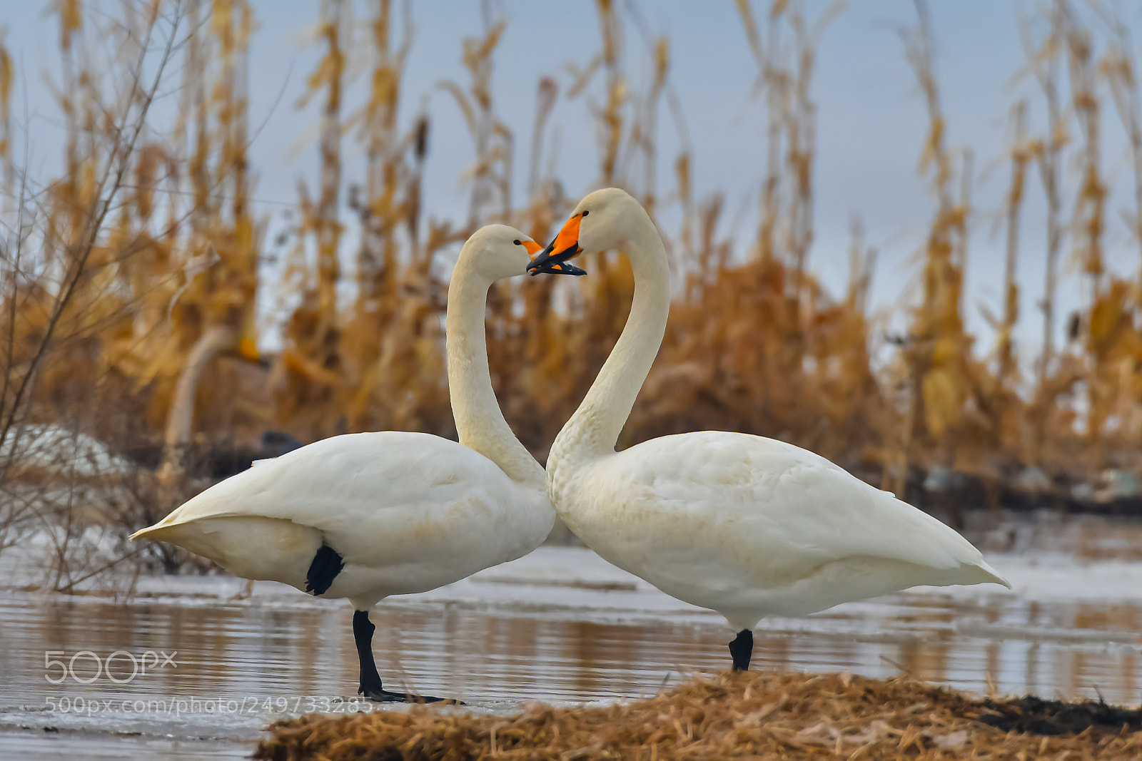 Nikon D500 sample photo. A couple of swan photography