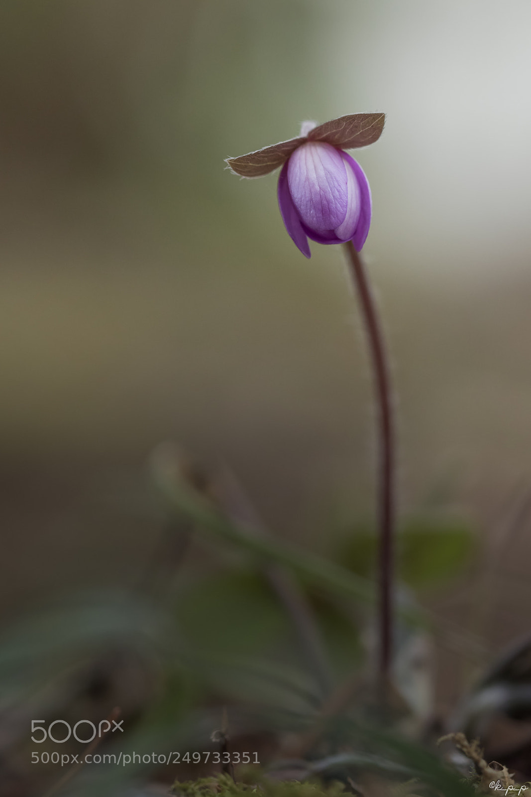 Canon EOS 80D sample photo. Looking forward the spring photography