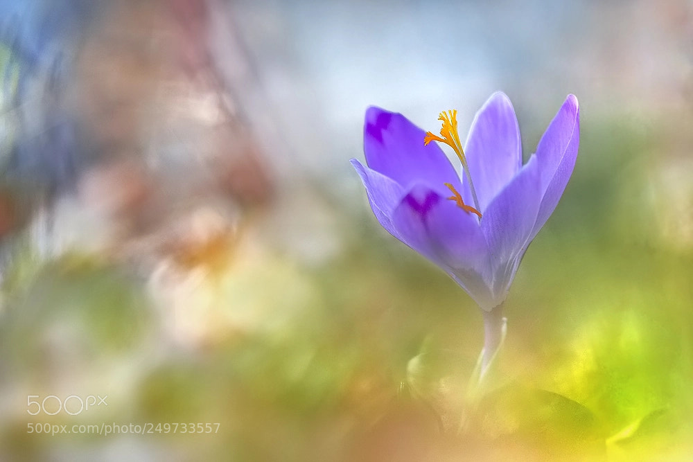 Nikon D7200 sample photo. Wild crocus photography
