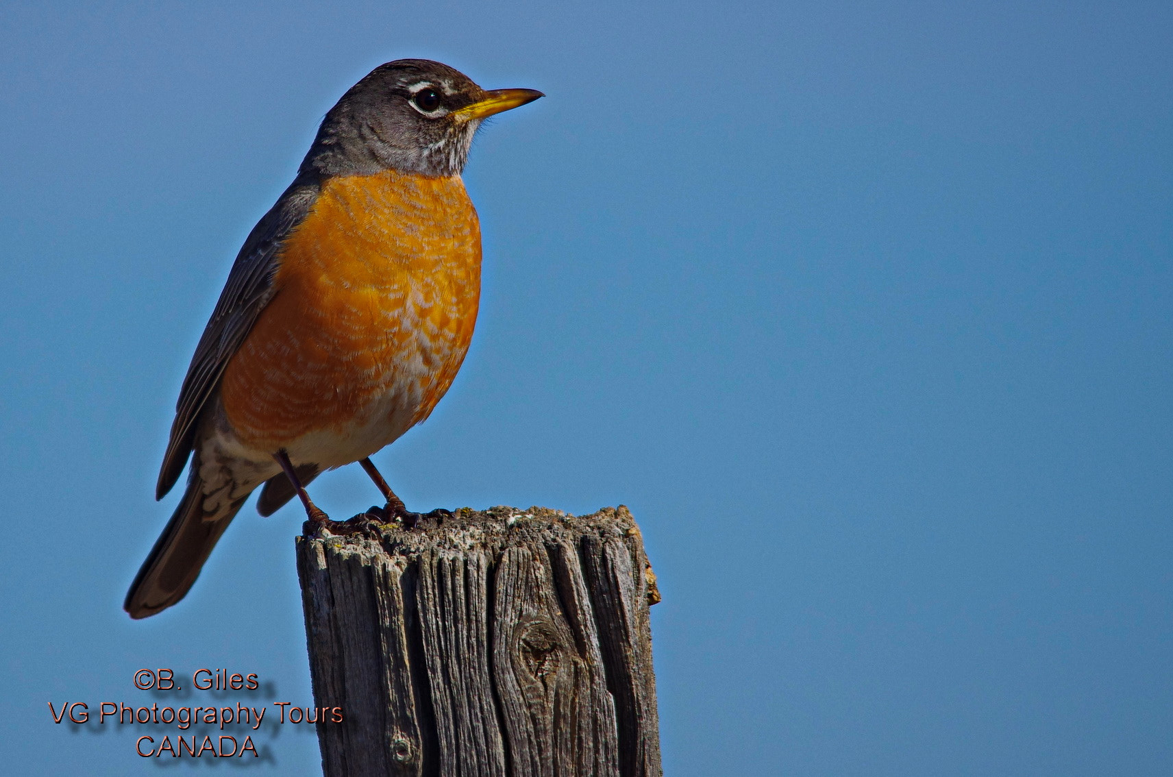 Sigma 150-500mm F5-6.3 DG OS HSM sample photo. Spring robin photography