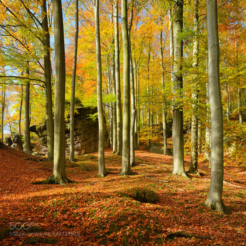 Nikon D800 sample photo. Golden october photography