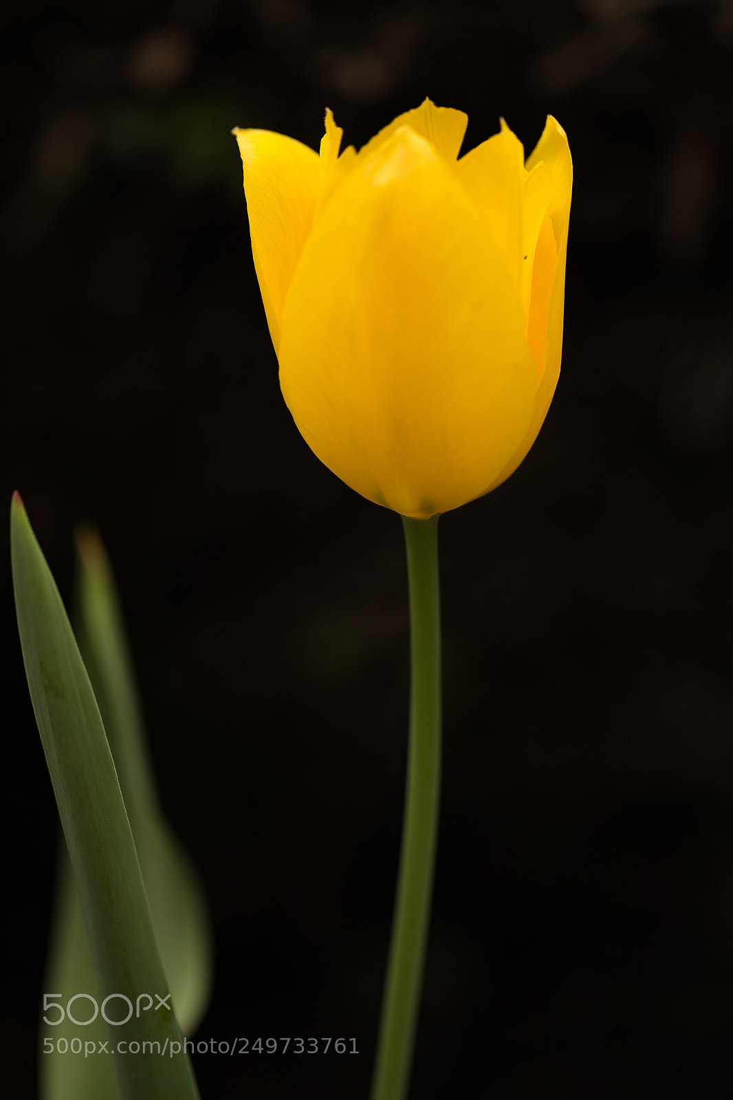 Canon EOS 5D Mark IV sample photo. Tulip photography