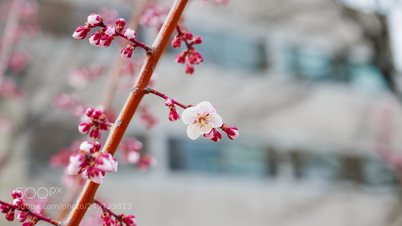 Panasonic Lumix DMC-LX100 sample photo. Spring is coming photography