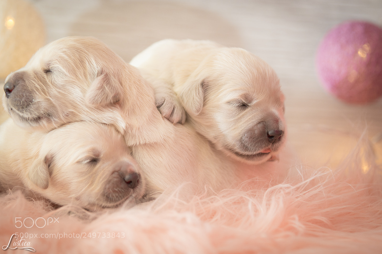 Canon EOS 7D Mark II sample photo. Golden retriever puppies photography