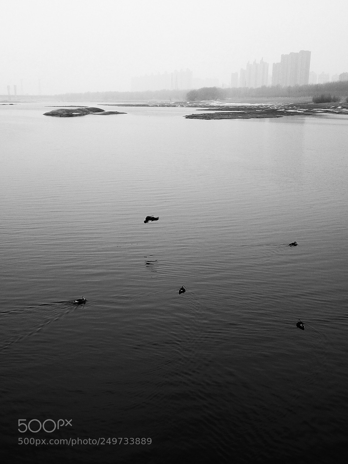 DJI FC220 sample photo. Five birds photography