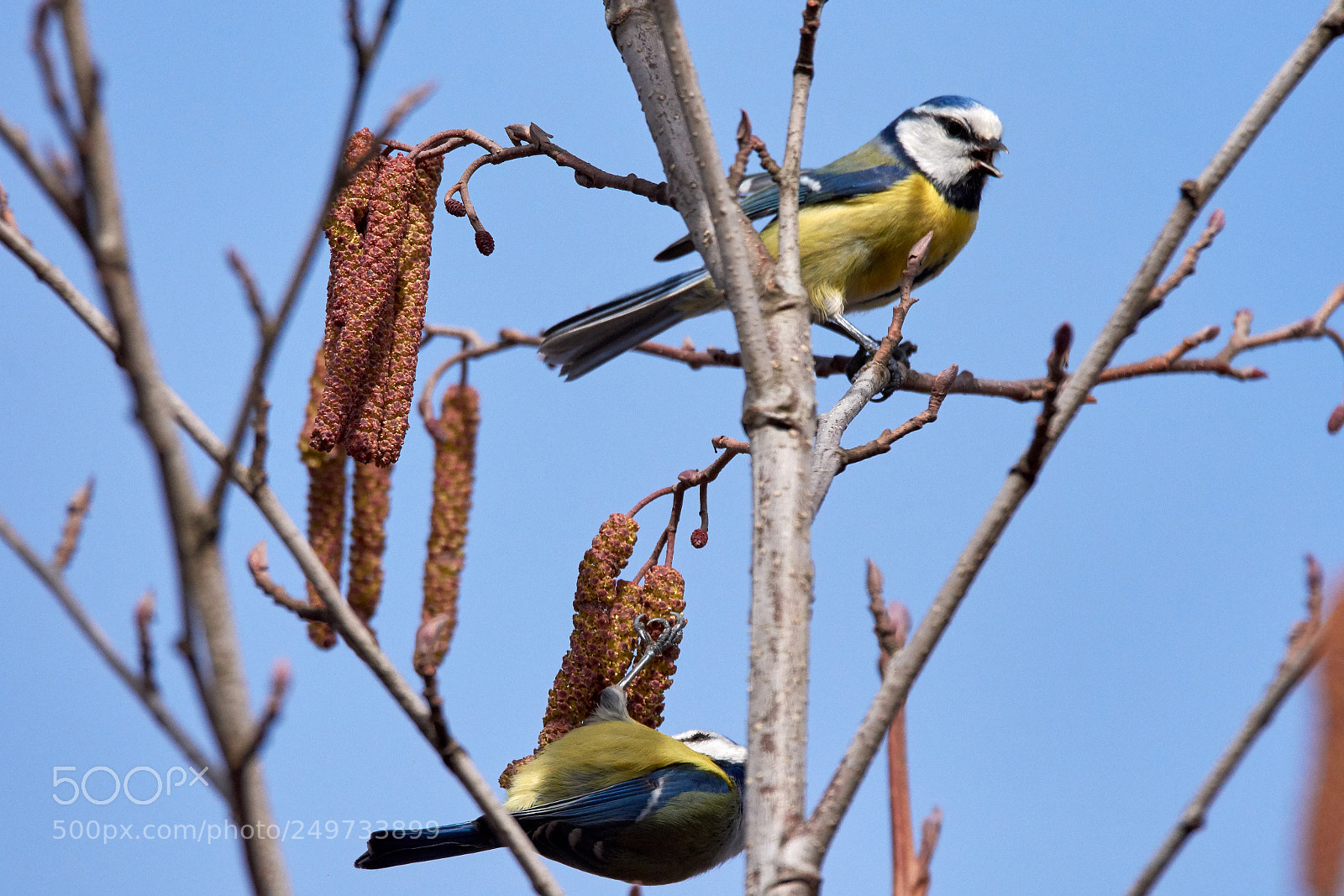 Nikon D7200 sample photo. Blaumeise photography