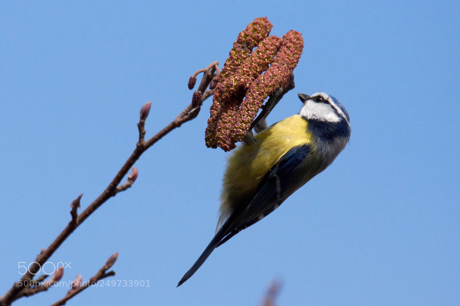 Nikon D7200 sample photo. Blaumeise photography