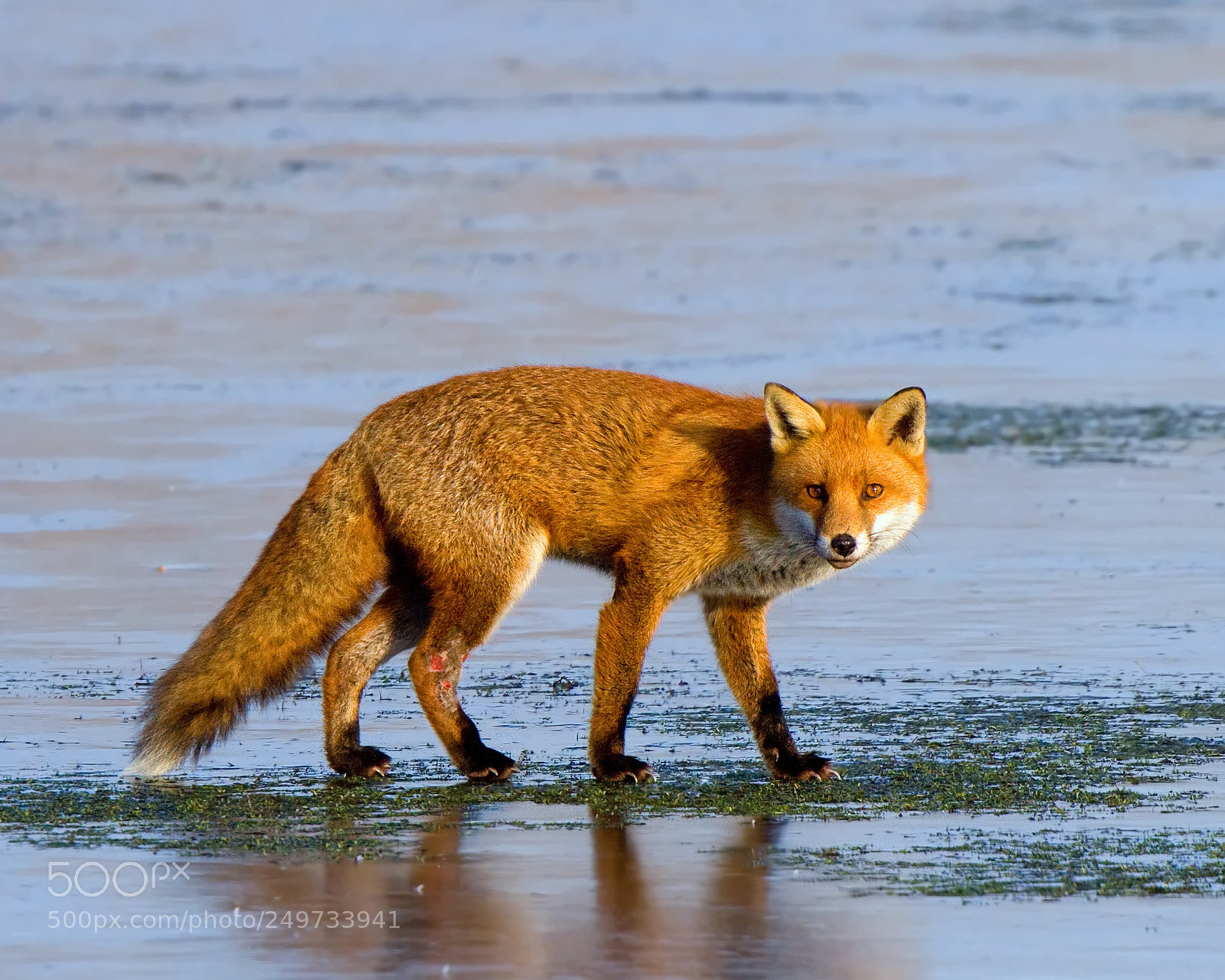 Canon EOS 7D sample photo. Fox on ice photography