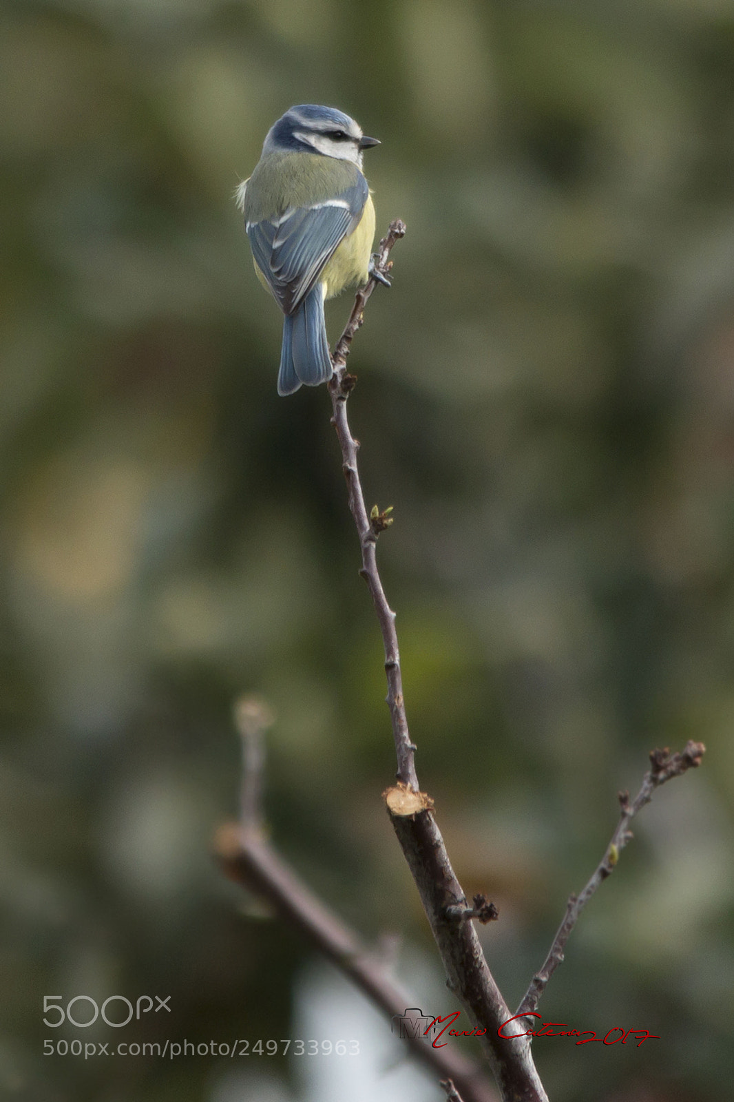 Canon EOS 70D sample photo. Cinciallegra photography