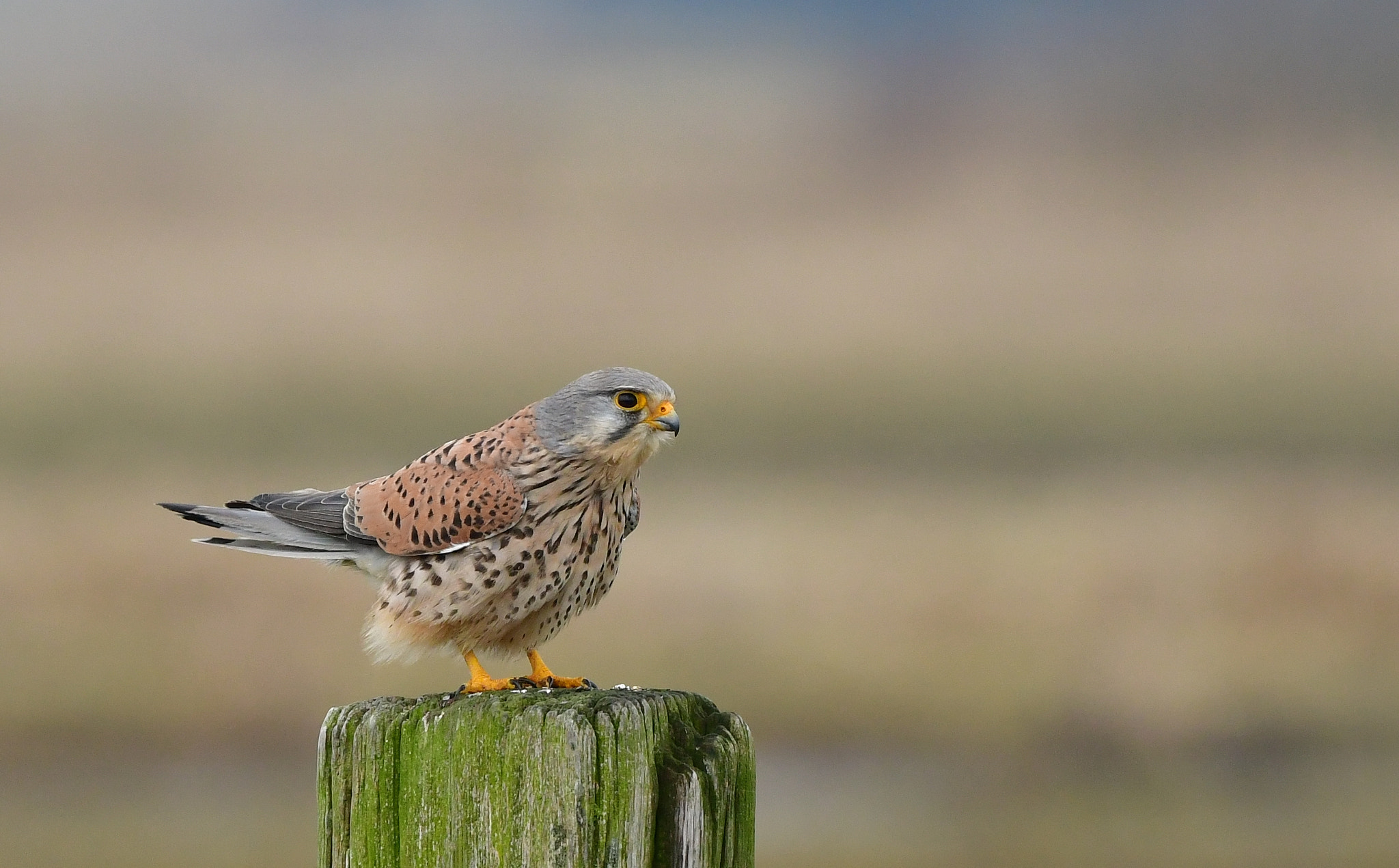 Nikon D500 + Nikon AF-S Nikkor 500mm F4G ED VR sample photo. Torenvalk photography