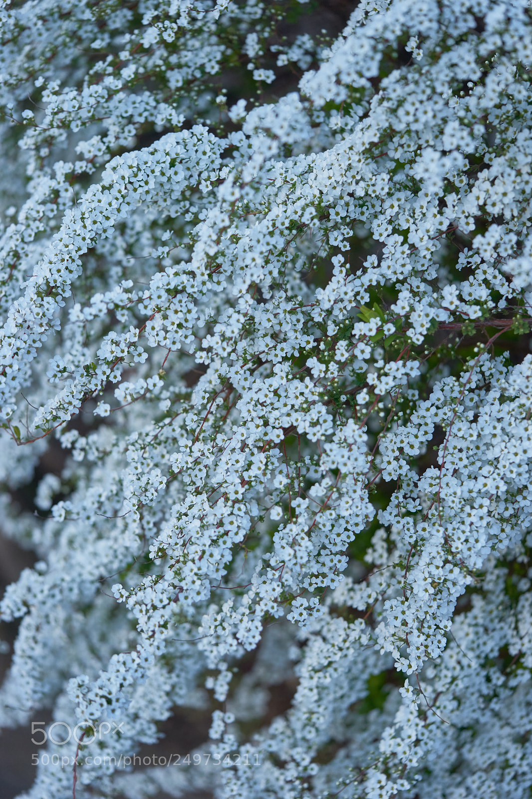 Sony a7 sample photo. Flowers 6253 photography