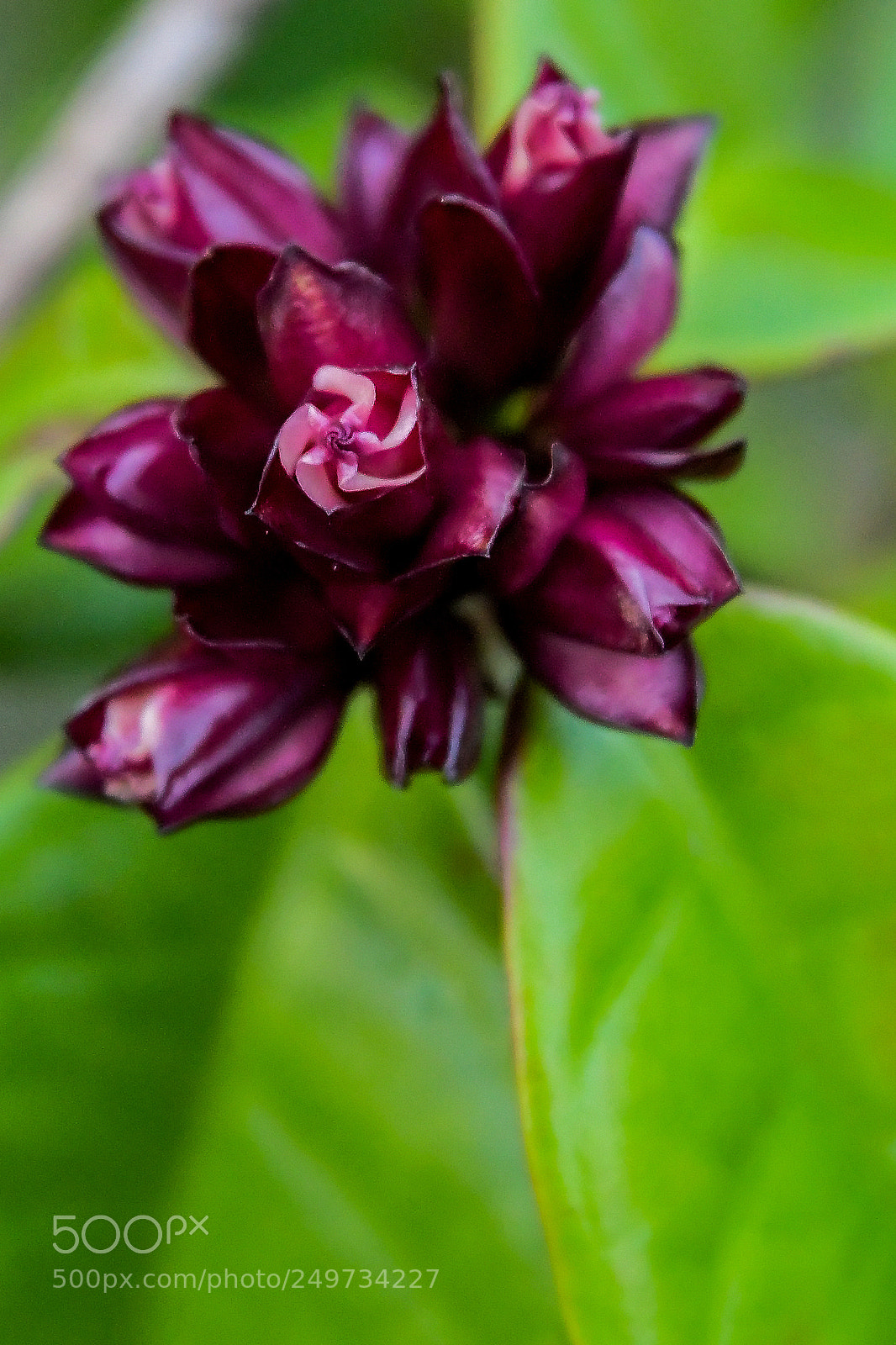 Nikon D7500 sample photo. Violet photography