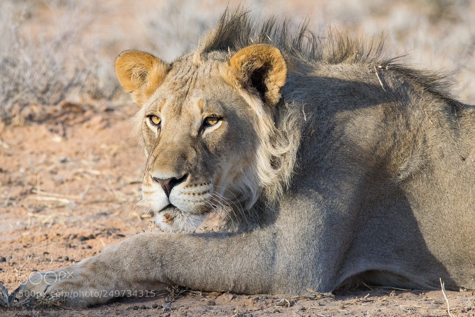 Nikon D5300 sample photo. King of his domain photography