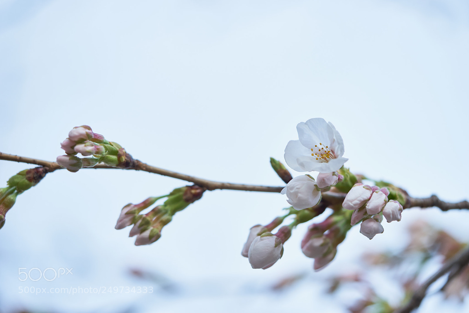 Sony a7 sample photo. Flowers 6254 photography