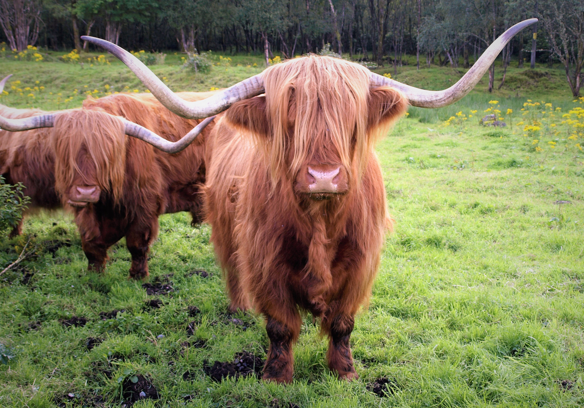 Olympus E-410 (EVOLT E-410) sample photo. Highland cattle ( bos taurus ) photography