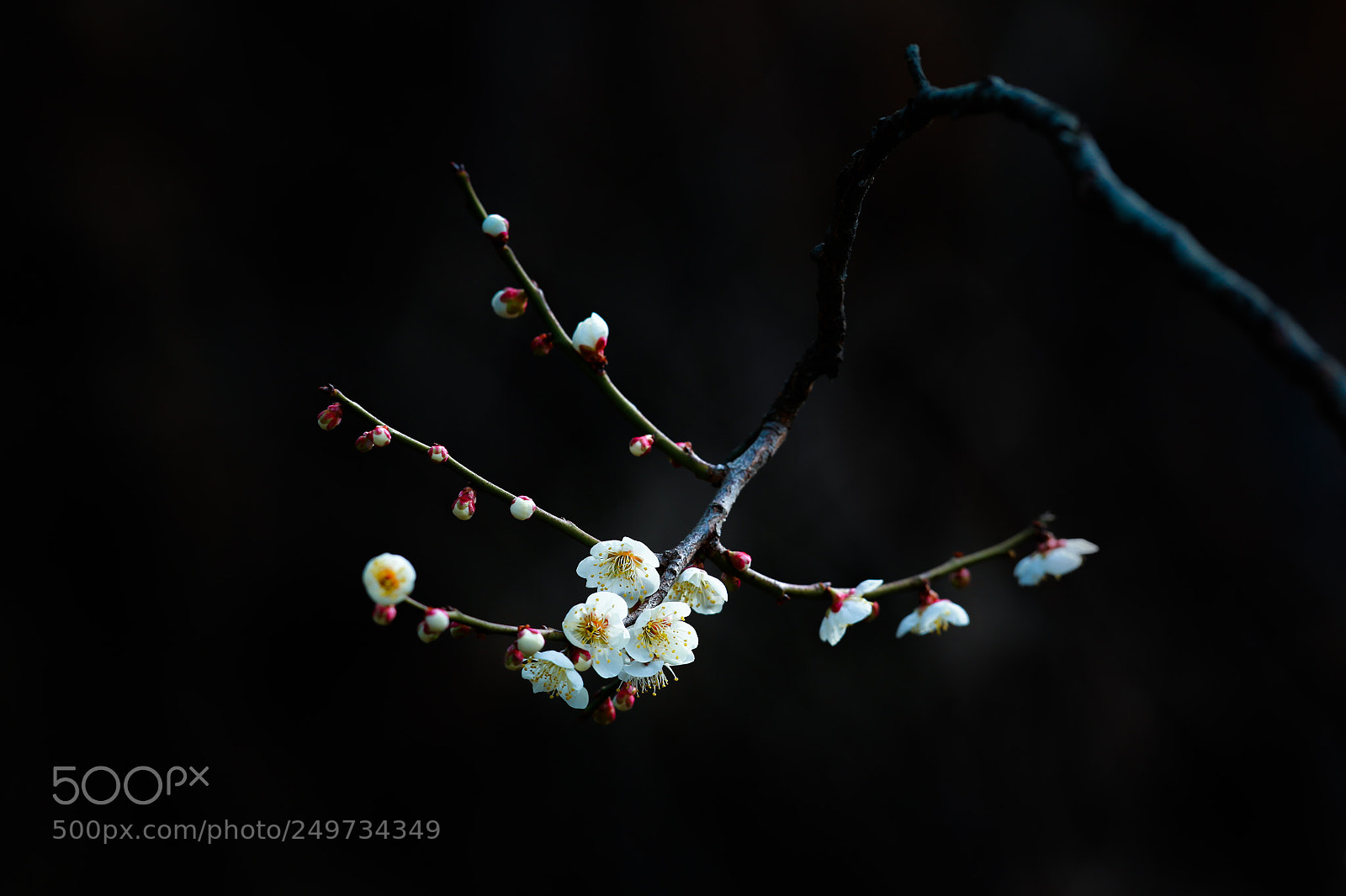 Canon EOS-1D X sample photo. Sakura photography