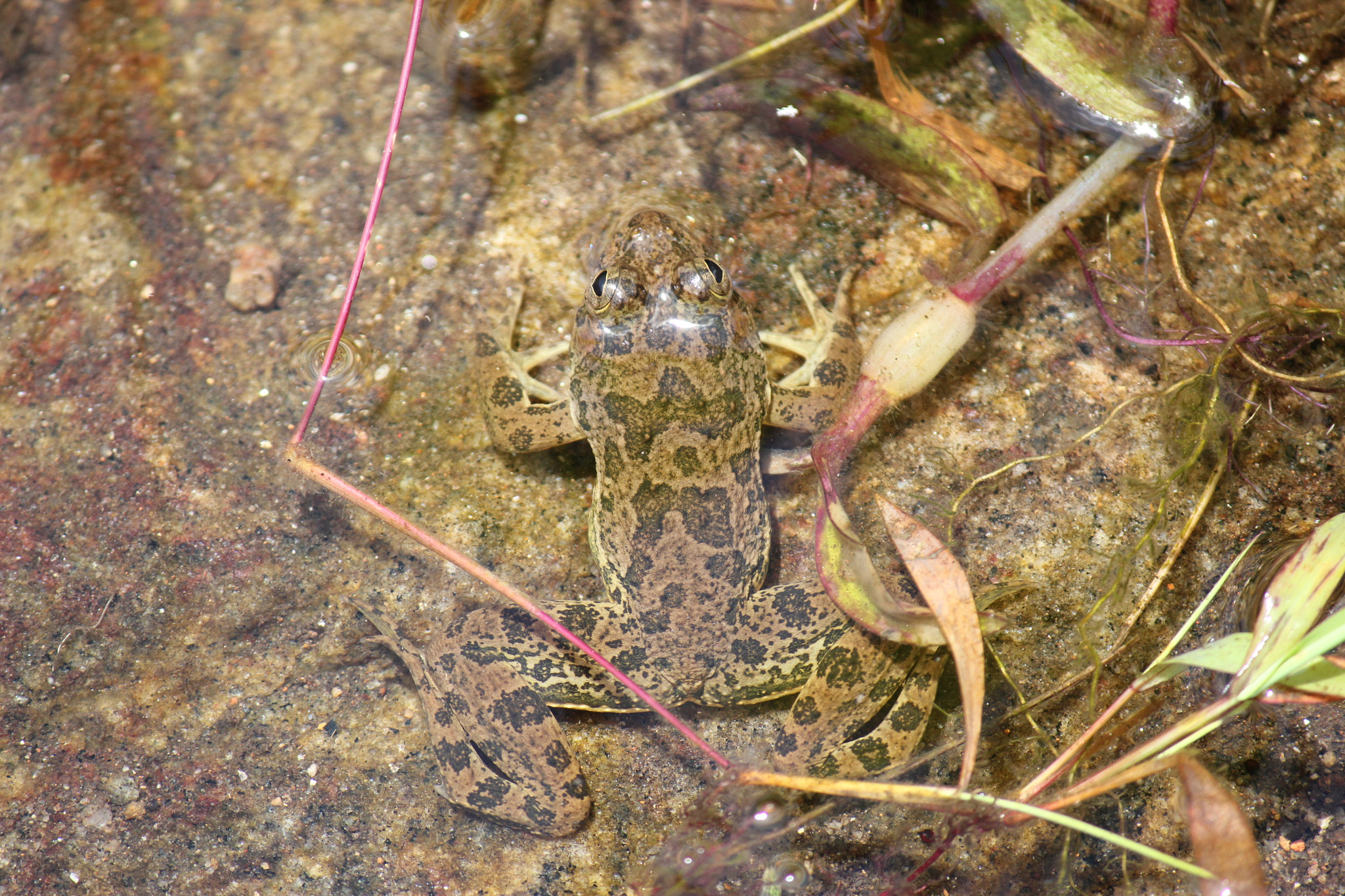 Canon EF-S 55-250mm F4-5.6 IS II sample photo. Fauna  flora photography