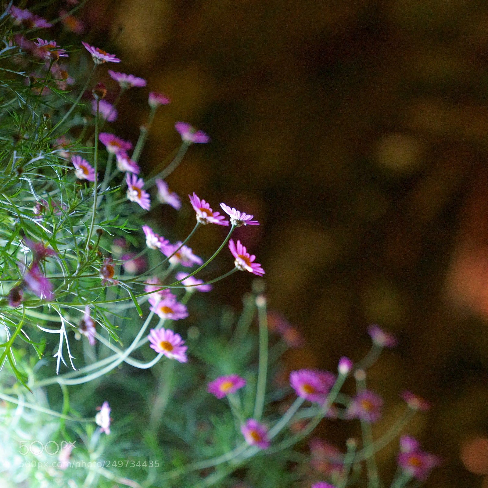 Sony a7 II sample photo. Flowers photography