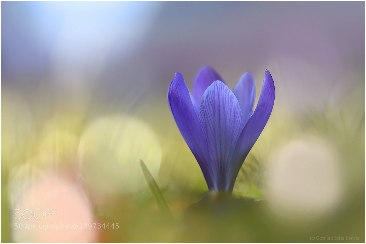 Nikon D7200 sample photo. Crocus illuminatus photography