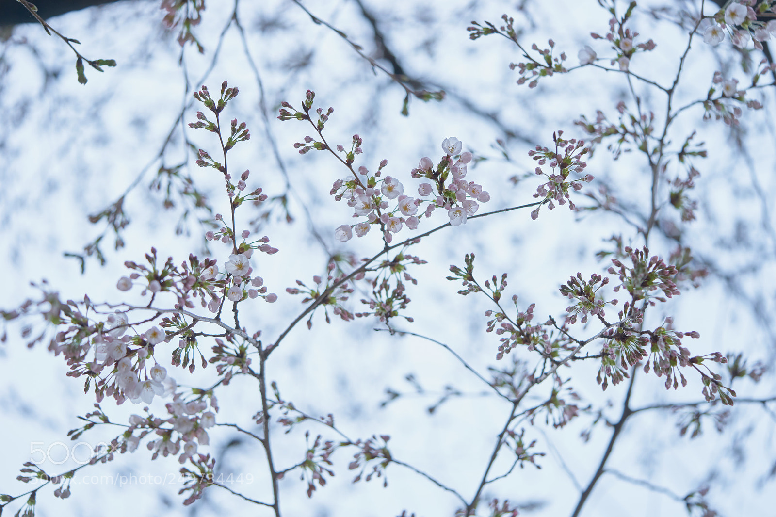 Sony a7 sample photo. Flowers 6255 photography