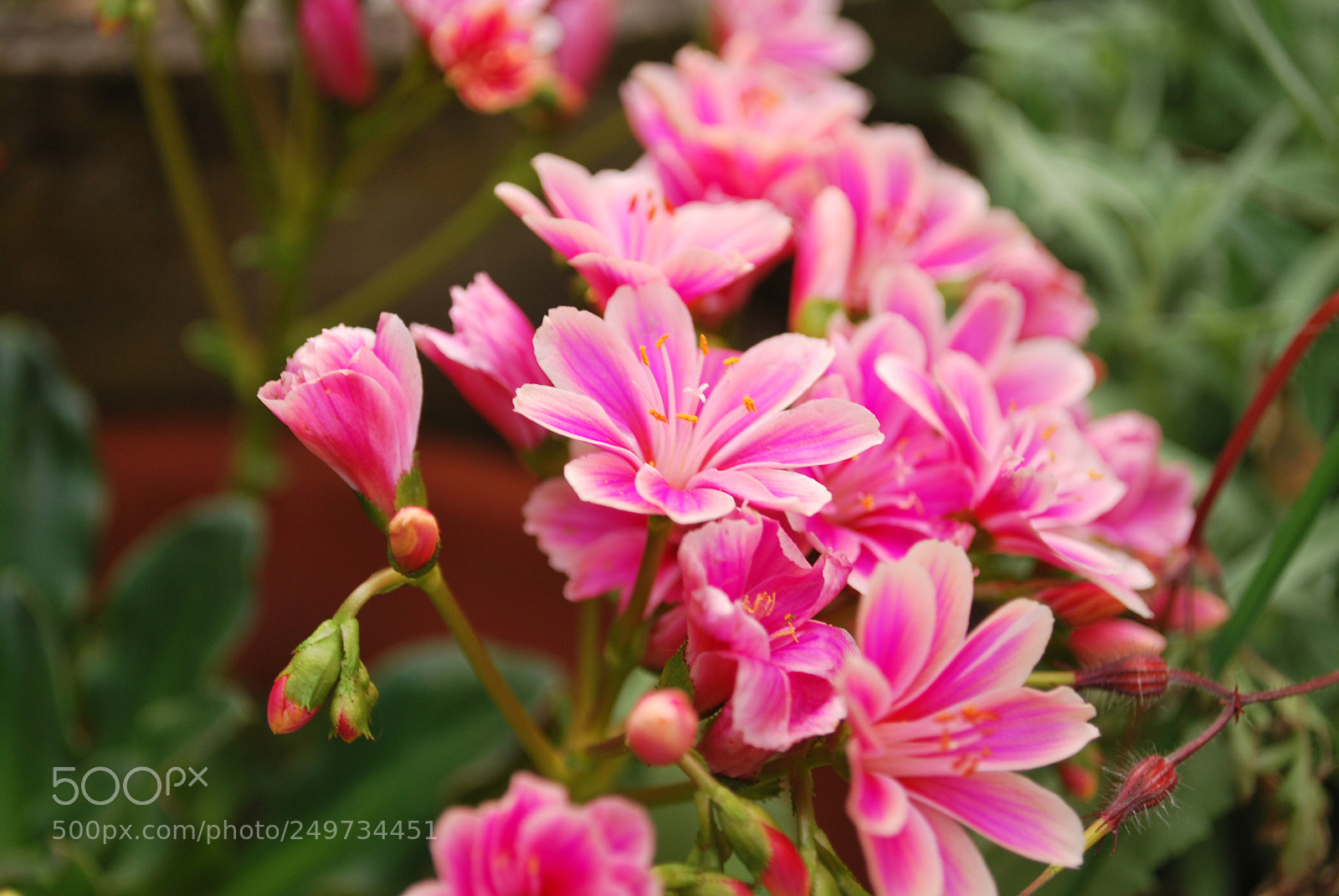 Nikon D60 sample photo. In the garden. photography