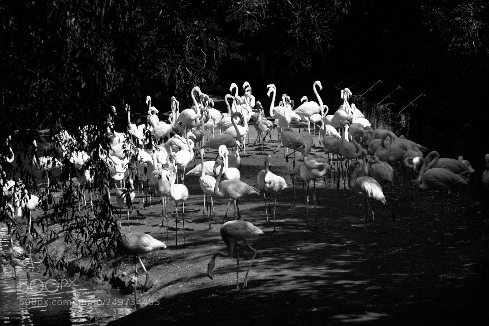 Nikon D7200 sample photo. The bird photography