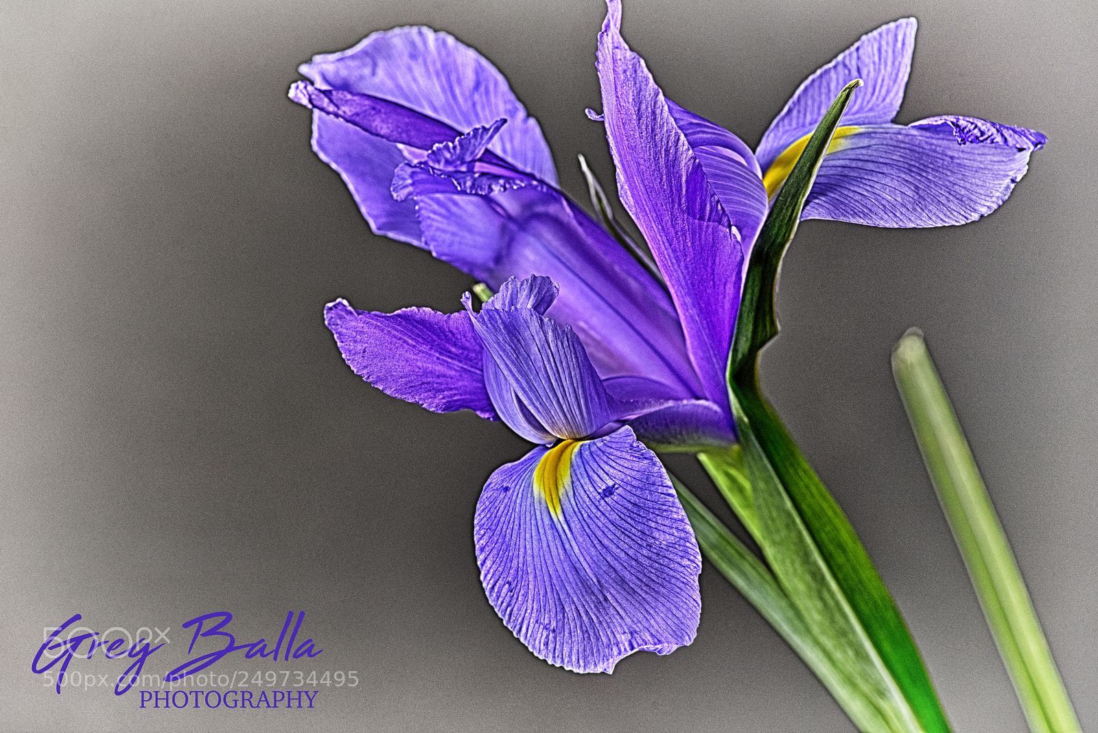 Nikon D600 sample photo. Hdr iris series photography