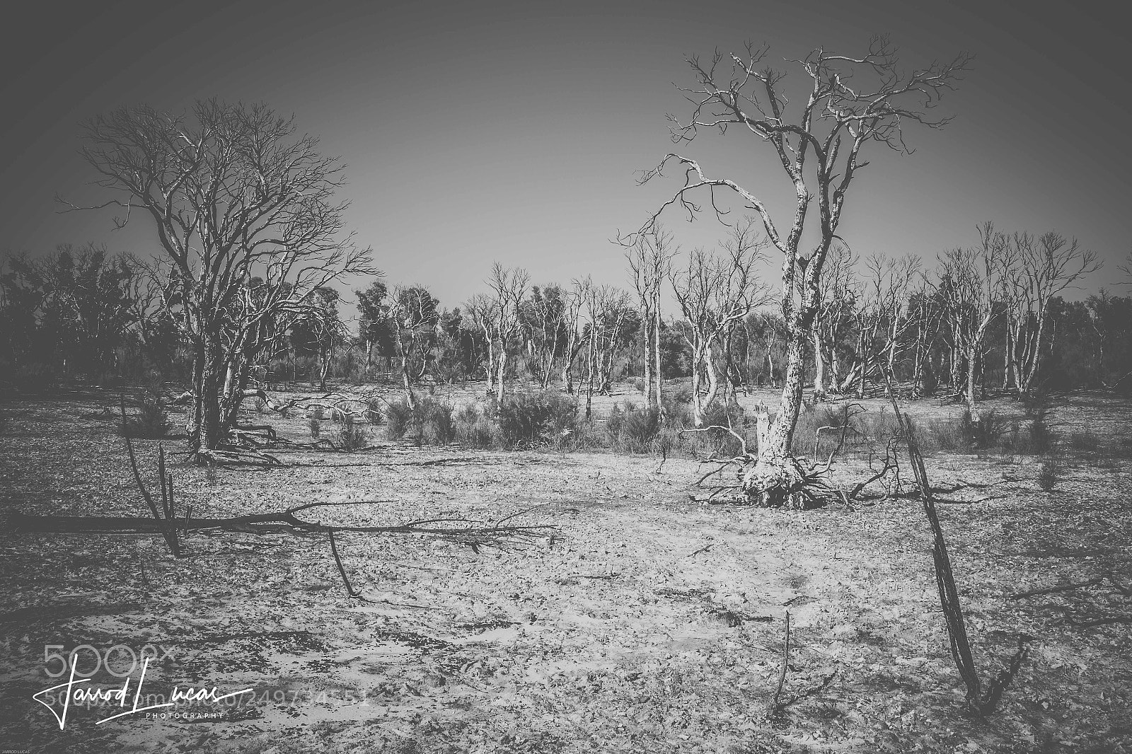 Canon EOS 7D Mark II sample photo. Bushfire aftermath photography