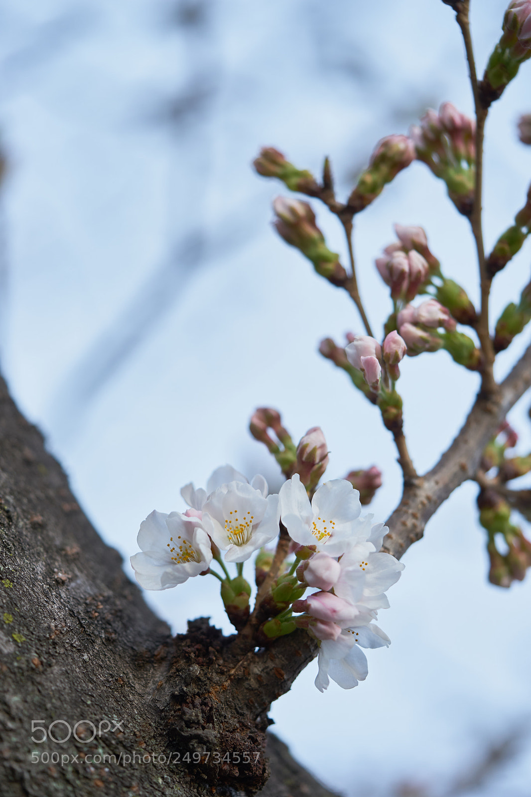 Sony a7 sample photo. Flowers 6256 photography