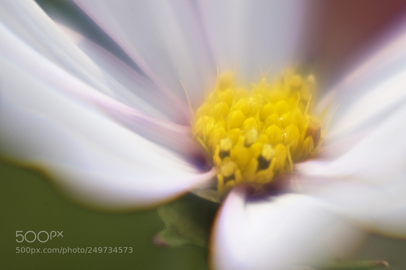 Nikon Df sample photo. Flower photography