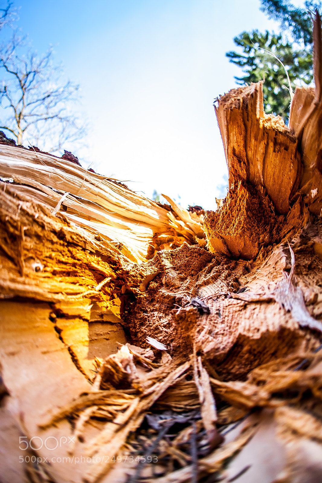 Canon EOS-1D Mark III sample photo. The power of nature photography