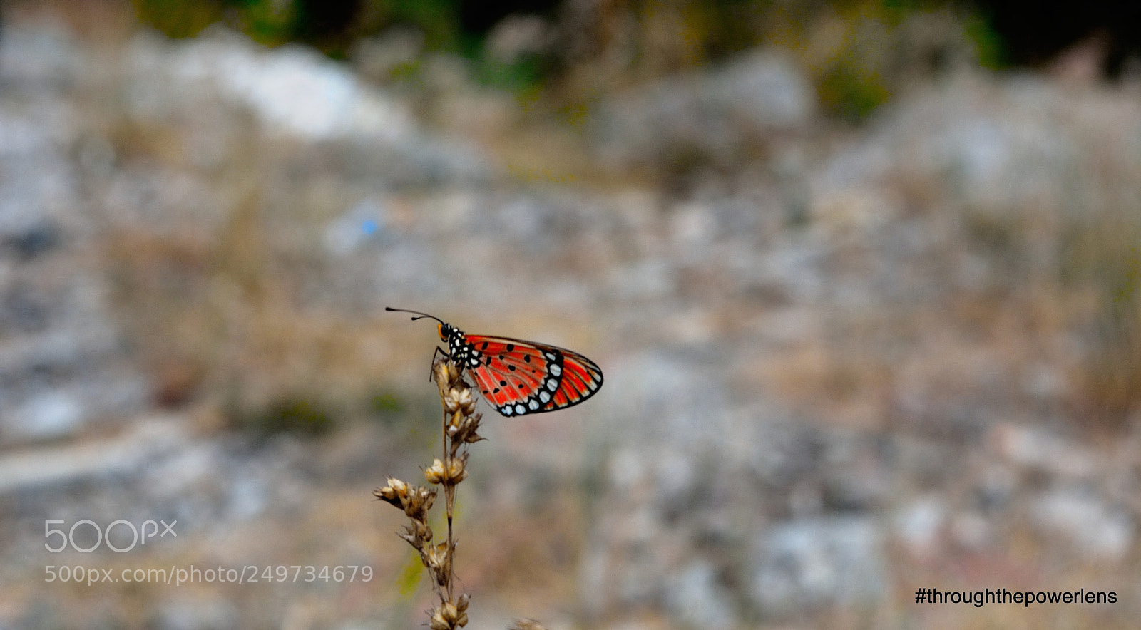Nikon D5200 sample photo. Nature colours photography