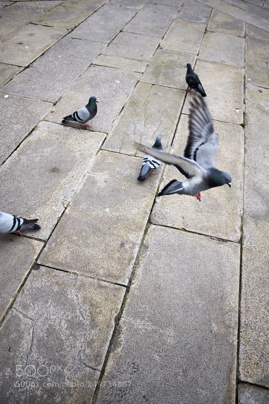 Fujifilm X100F sample photo. Palomas photography