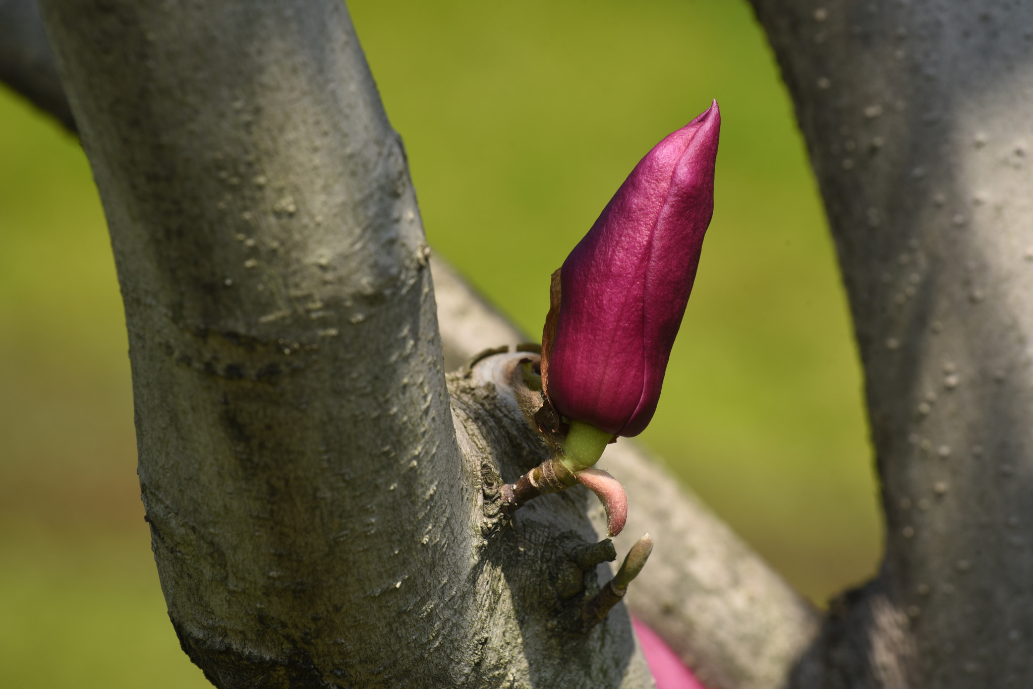 Nikon AF-S Nikkor 70-200mm F4G ED VR sample photo