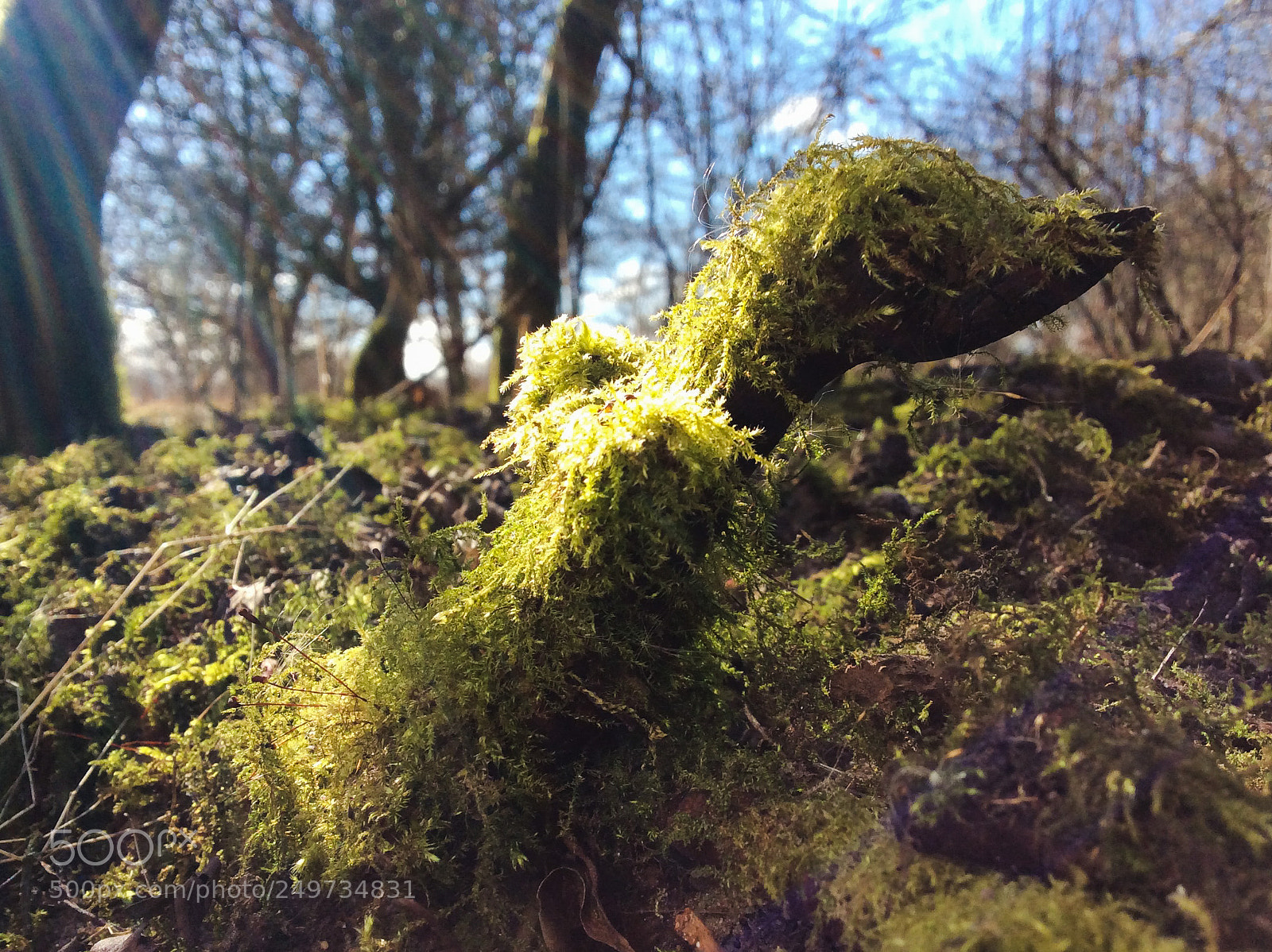 Apple iPad mini 2 sample photo. Moss duck 2 photography