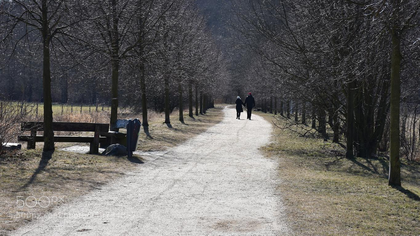 Nikon D7200 sample photo. Go for a walk photography