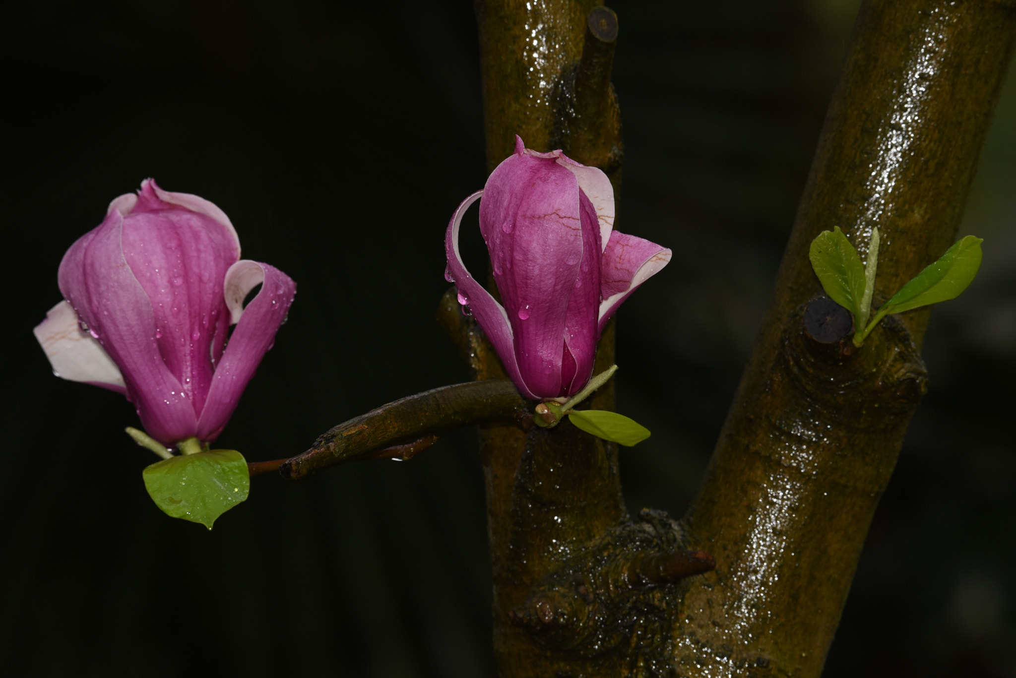 Nikon AF-S Nikkor 200-500mm F5.6E ED VR sample photo